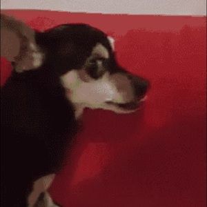 Meet your Posher, Ty